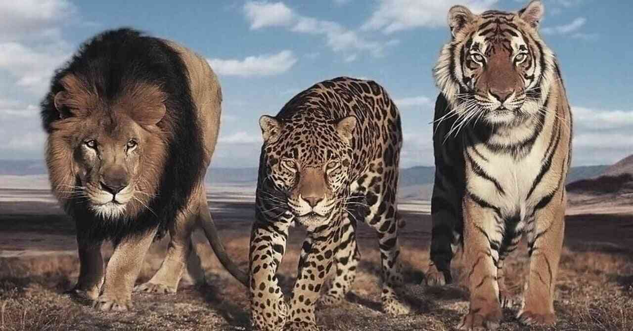 仲良しの小型犬を襲ったコヨーテ、黒猫が飛び出して撃退　米オクラホマ州