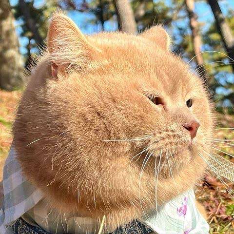猫の画像を貼ると名前を付けてくれるトピ Part2