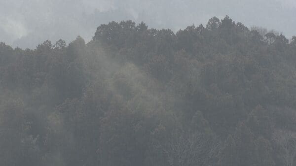 【速報】東京都でスギ花粉の飛散開始　去年より1日早く｜FNNプライムオンライン