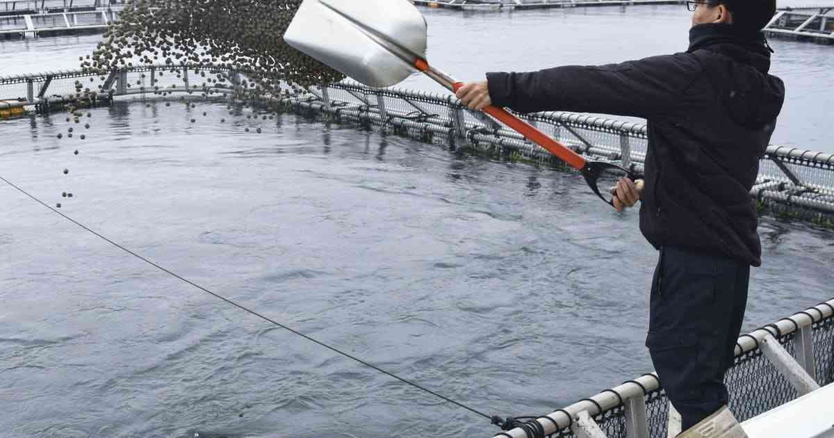丸紅、昆虫を養殖魚の餌に - 日本経済新聞