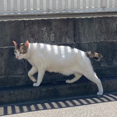 なかみち on Twitter: 