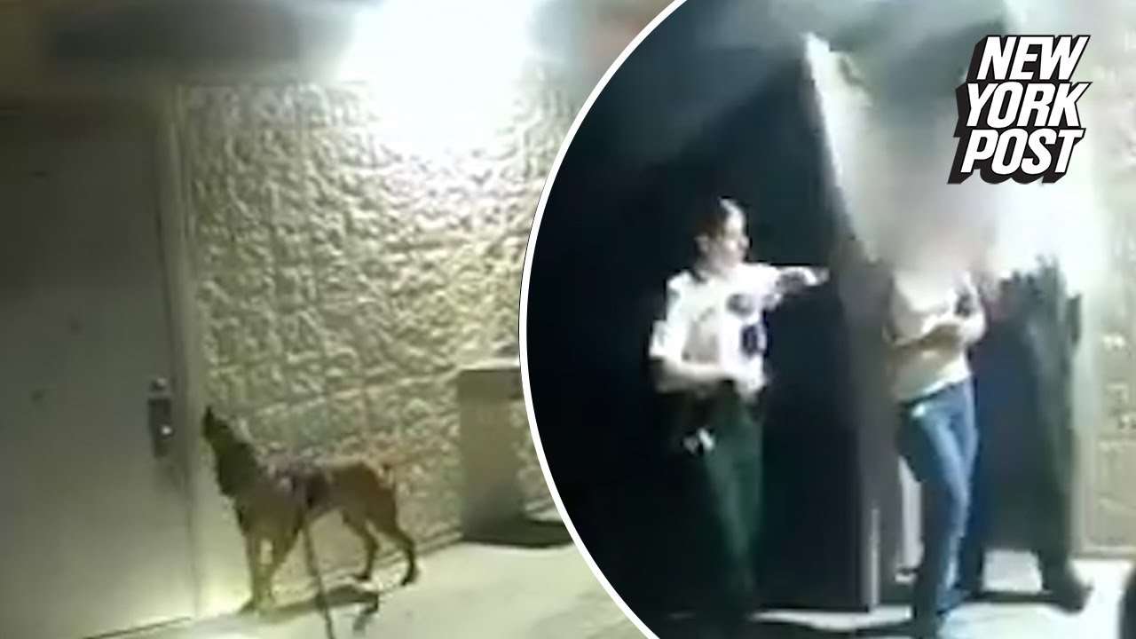 Florida K-9 finds missing 11-year-old girl in park bathroom: officials - YouTube