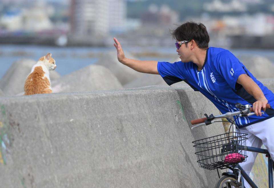 ＤｅＮＡキャンプに現れた猫ちゃん！　西巻とのやりとりにほのぼの - ライブドアニュース