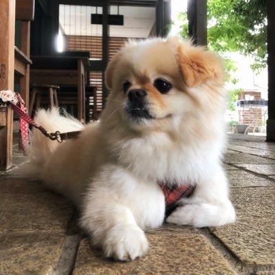埼玉 on Twitter: 