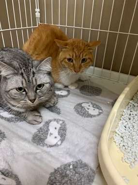 被災地のペット一時預かり、ボランティア団体も尽力　発災から1か月、保護された猫の現状は