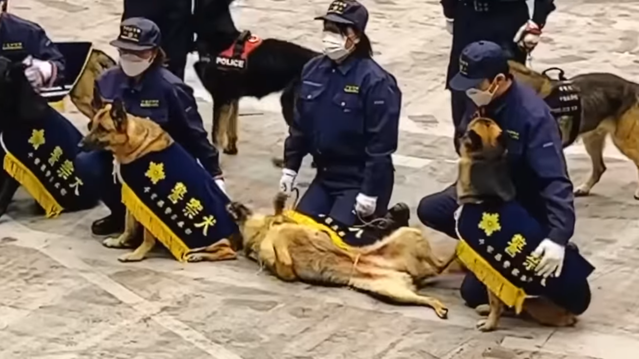 行方不明の少女の匂いをたどる警察犬 緊迫の1分間に「警察犬ってすごい」 (アメリカ)