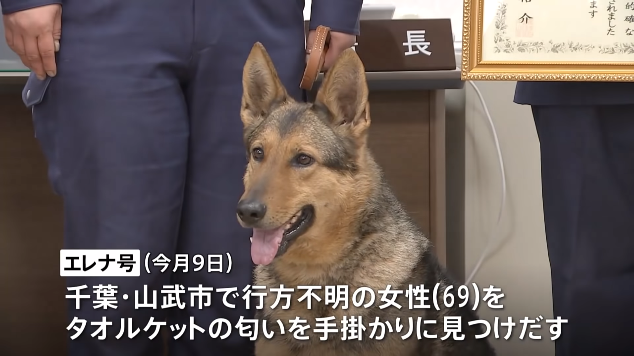 行方不明の少女の匂いをたどる警察犬 緊迫の1分間に「警察犬ってすごい」 (アメリカ)