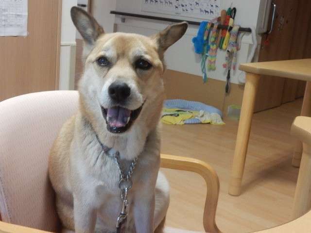 “看取り犬” として話題の文福くん、なぜ人の死期を悟り20人以上を看取ってこれたのか？養護施設長に聞く