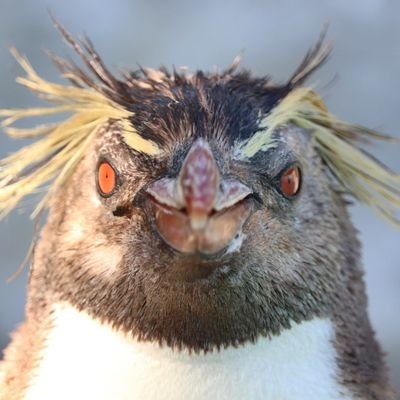 温泉ペンギン on Twitter: 