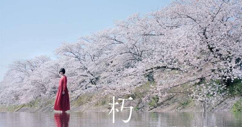 杉咲花主演、「孤狼の血」シリーズ柚月裕子原作の異色警察ミステリー『朽ちないサクラ』映画化  | ORICON NEWS