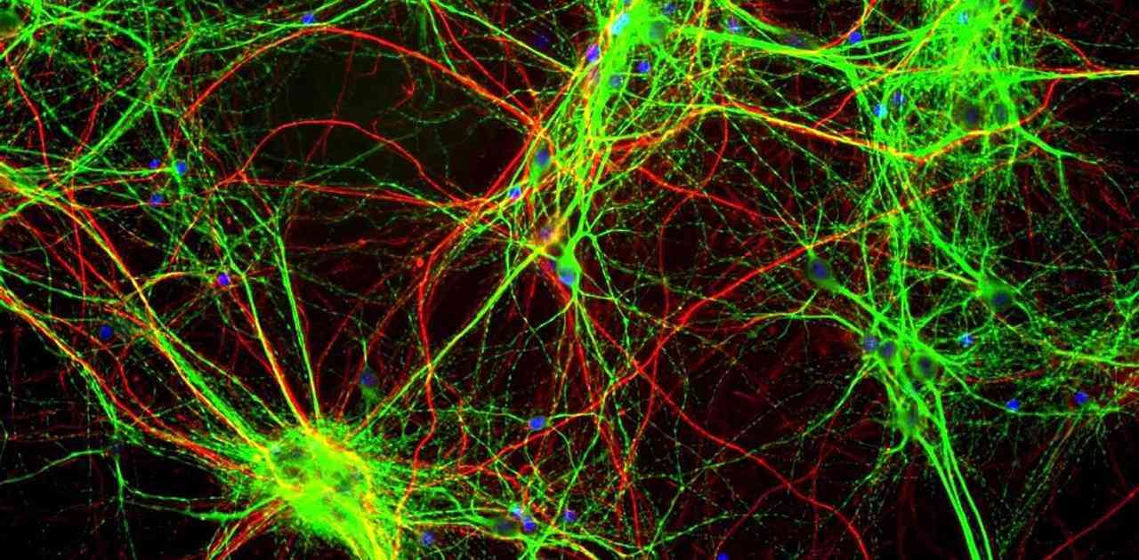 人間にも磁気コンパスがあることが大判明 | ギズモード・ジャパン