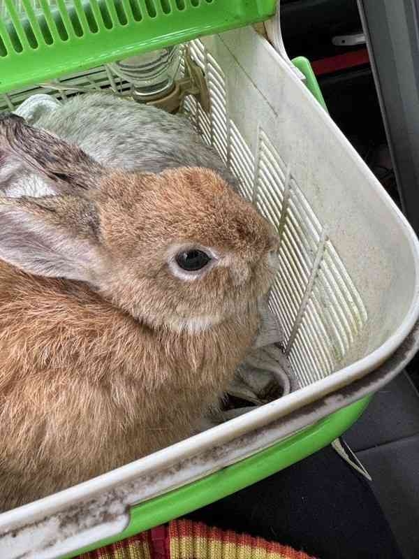 「ウサギが湧いて出てきた」　路上などで30羽保護　神奈川・逗子