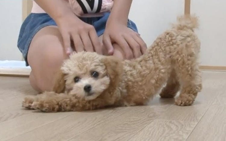 ちゃんと「待て」できる！？赤ちゃんトイプードルのしつけ奮闘記