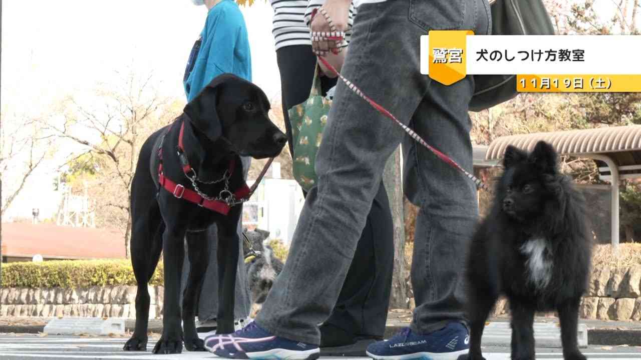 みんなで楽しく過ごせるように　犬のしつけ方教室 - YouTube