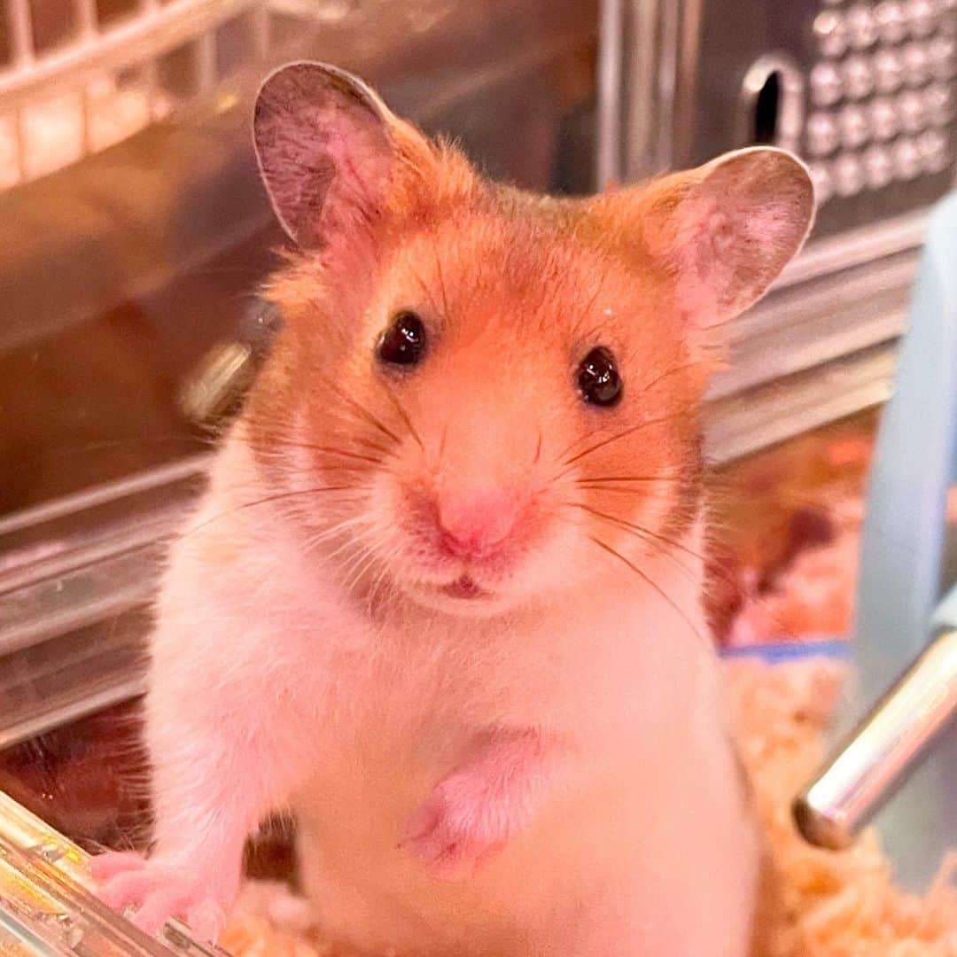 セクシー田中さんさんのインスタグラム写真 - (セクシー田中さんInstagram)「第2話登場！真壁くん? 真壁くんの名前の由来はあの王子様✨  第1話・第2話 TVer/Huluで配信中！  #セクシー田中さん  毎週日曜よる10時30分放送 主演 #木南晴夏 #生見愛瑠 #毎熊克哉 #川村壱馬 #THERAMPAGE #前田公輝 #安田顕」10月31日 12時00分 - ntv_tanakasan