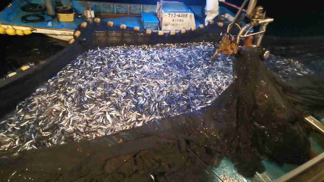 「船が沈んじゃうくらいのイワシ」富山湾の定置網にあふれかえり漁師も困惑　「海に放流」の苦渋の選択も　富山・氷見市