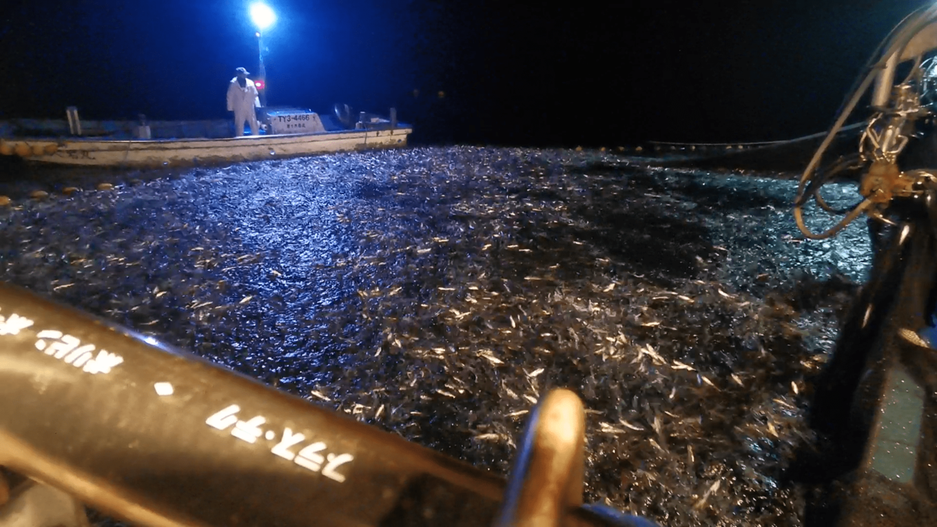 「船が沈んじゃうくらいのイワシ」富山湾の定置網にあふれかえり漁師も困惑　「海に放流」の苦渋の選択も　富山・氷見市