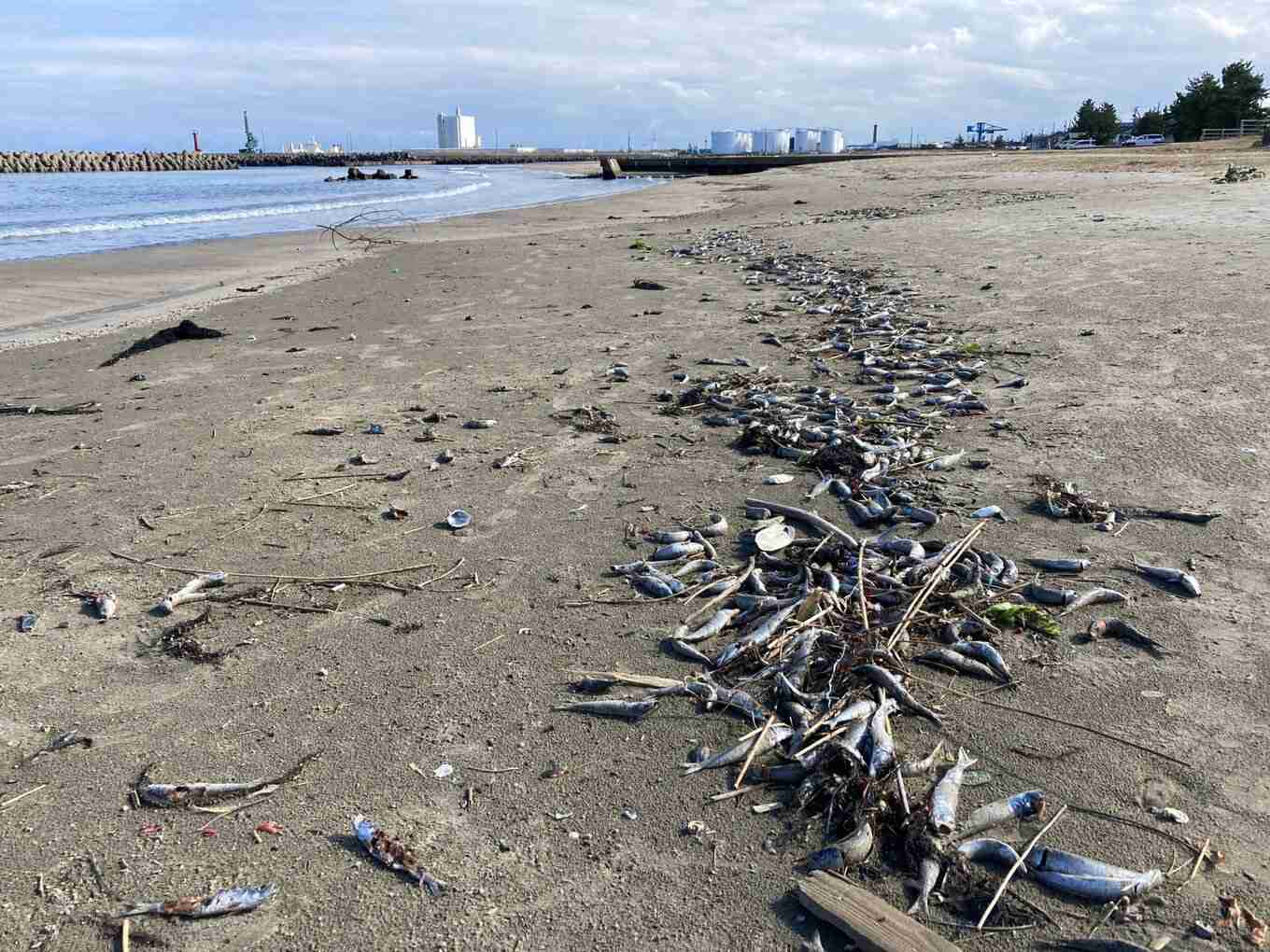 「船が沈んじゃうくらいのイワシ」富山湾の定置網にあふれかえり漁師も困惑　「海に放流」の苦渋の選択も　富山・氷見市