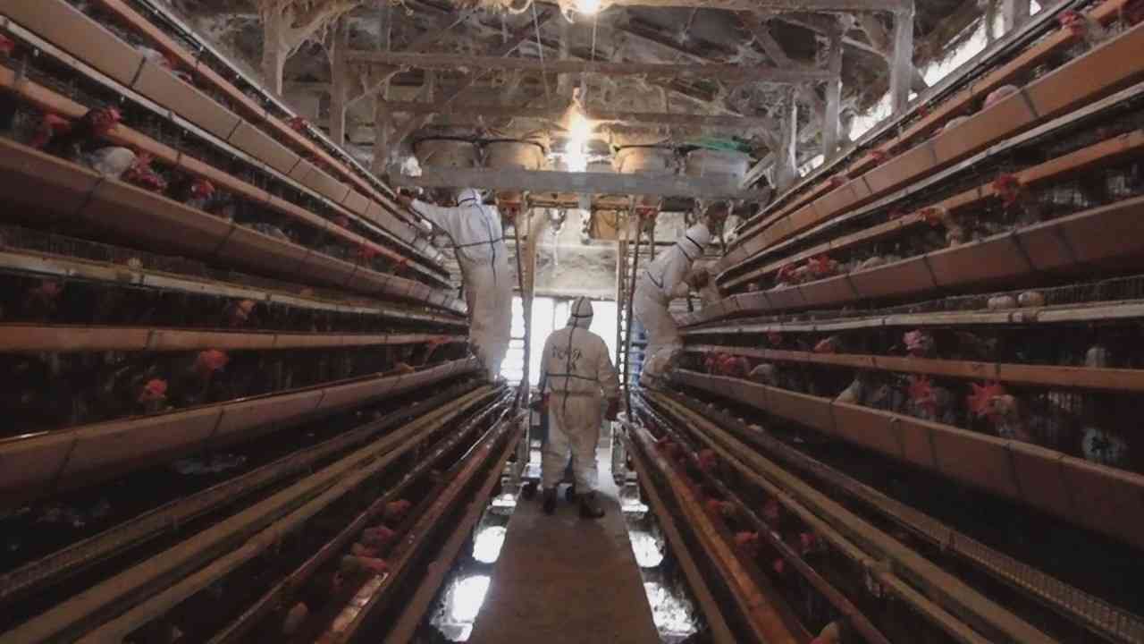 鳥インフルエンザ「なぜ全て殺処分するの？」「ワクチンはないの？」疑問を解説【みんなのハテナ】 | KSBニュース | KSB瀬戸内海放送