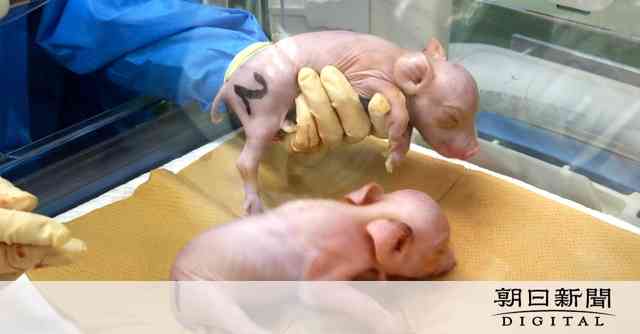 「異種移植」用のブタ、国内で初めて誕生　今夏にもサルへ移植の計画：朝日新聞デジタル