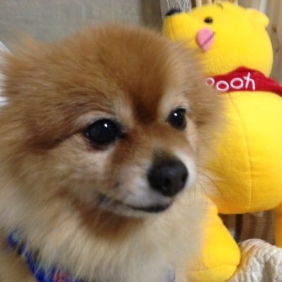 アナスタシア2 on Twitter: 