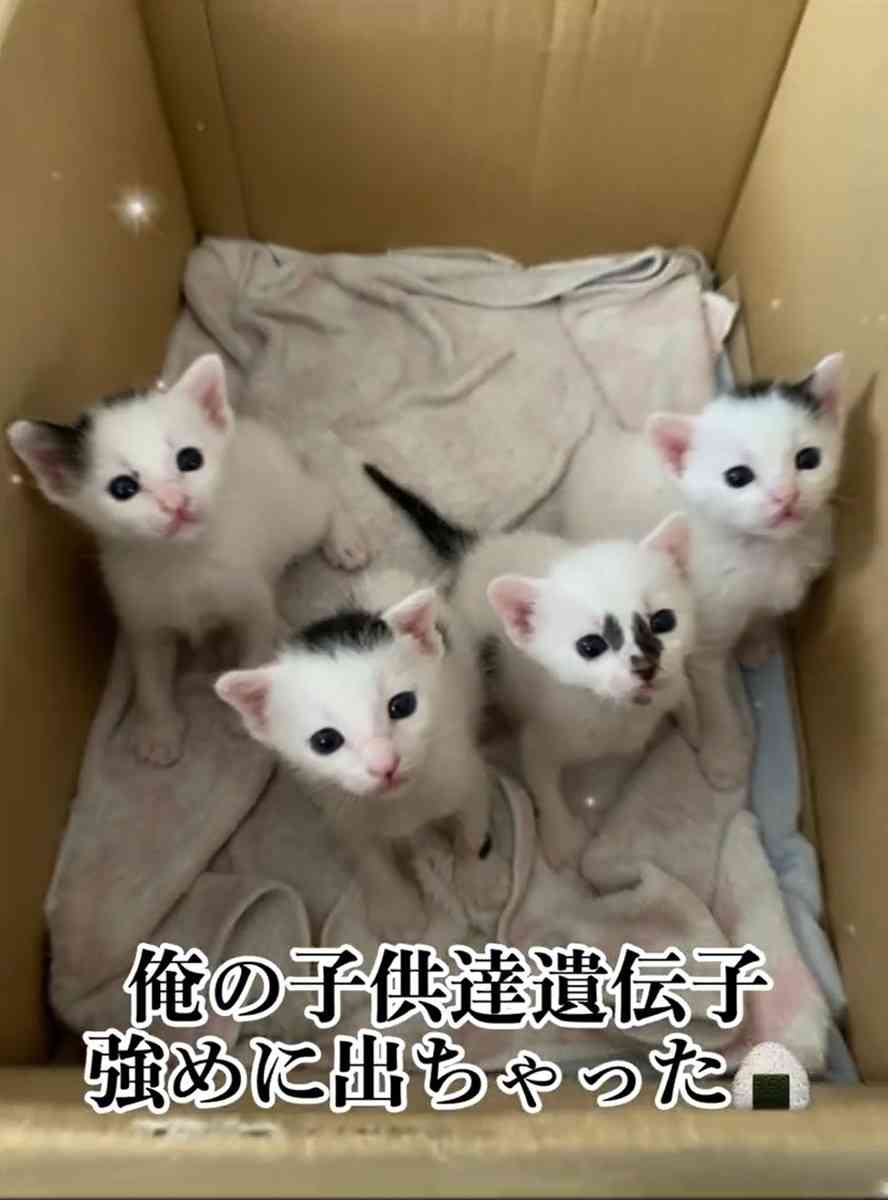 海苔柄の父猫「俺の遺伝子強めに出ちゃった」子猫たち　一目で親子と分かる容姿に「遺伝子嘘つかないw」「ママ気になる！」