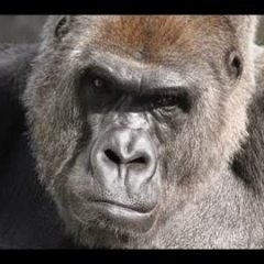 ワクチン=? 今は第三次世界大戦中? on Twitter: 