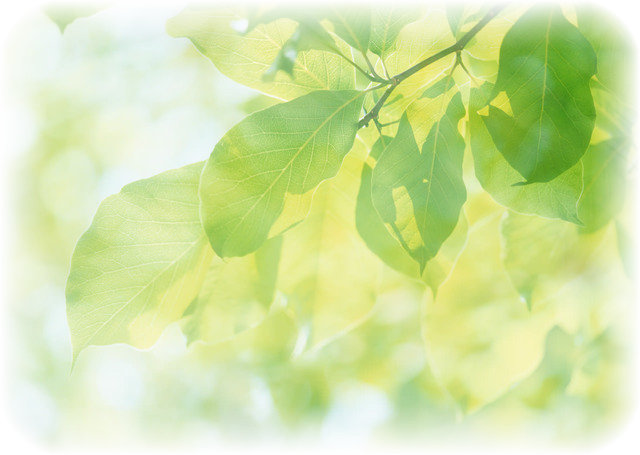 改製原戸籍、除籍謄本とは？ - 相続戸籍相談センター