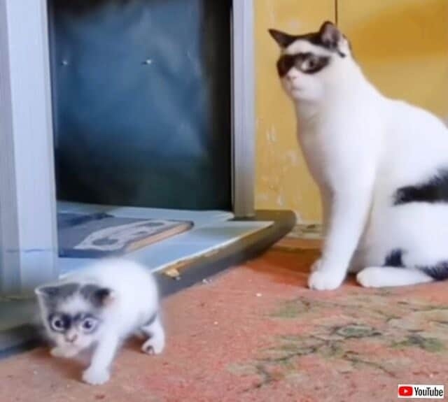 海苔柄の父猫「俺の遺伝子強めに出ちゃった」子猫たち　一目で親子と分かる容姿に「遺伝子嘘つかないw」「ママ気になる！」