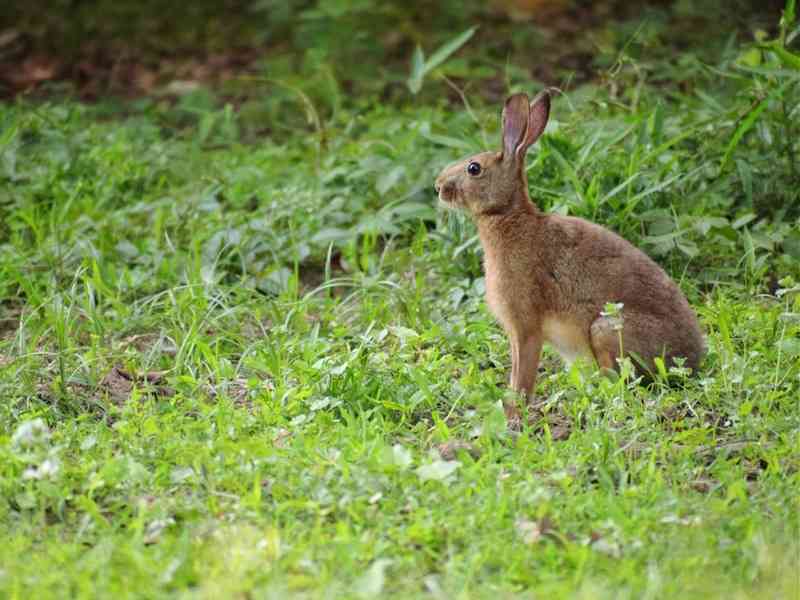 ニホンノウサギの毛の秘密 - ウェザーニュース