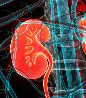 じつは「玄米」が危ない…腎臓を早死にさせる「ヤバすぎる物質」がたっぷりの食品一覧（現代ビジネス） - Yahoo!ニュース