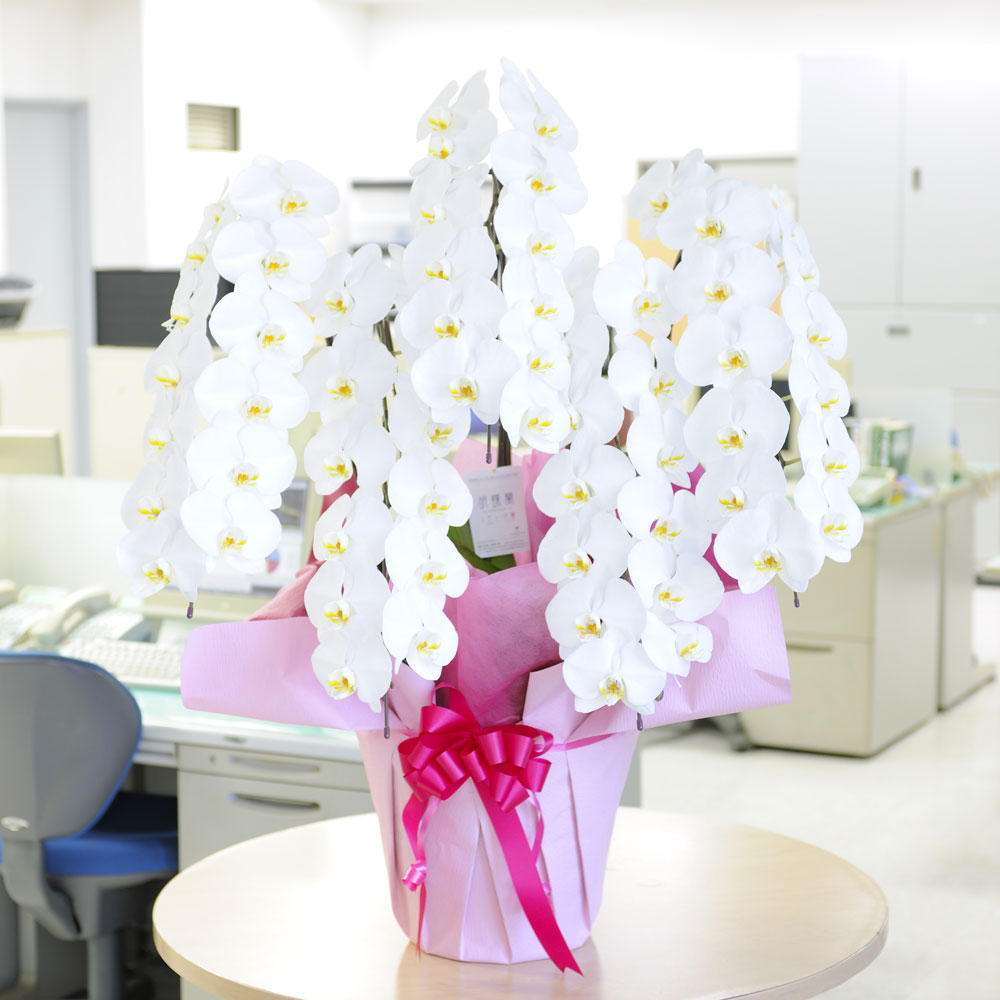 「周年」の正しい数え方と「年目」との違いについて：知って得する！？お花や観葉植物を贈る時の役立つアレコレ情報 - ビジネスフラワー