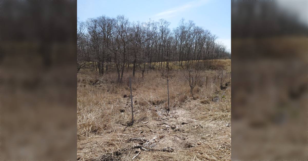 野犬となった犬が組織的に狩りをした結果にゾッとする「もはや狼だと思った方がいい」 - Togetter