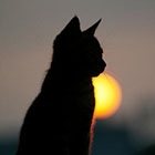 見上げれば、そのすべては自由なのだから 流出した金正恩のスイス留学時代の写真