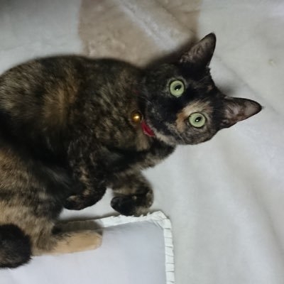 komakoma2 on Twitter: 