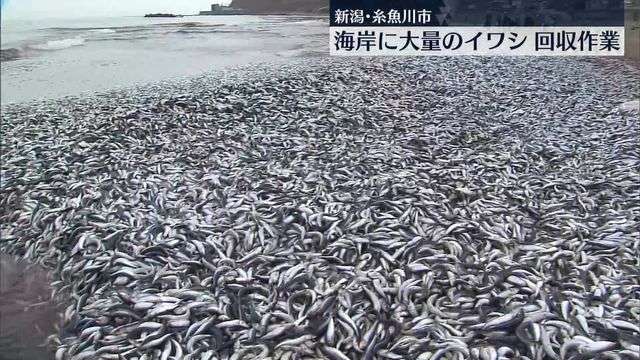 海岸に大量のイワシ…回収作業行われる　地元住民「初めて」　新潟・糸魚川市（日テレNEWS） - Yahoo!ニュース