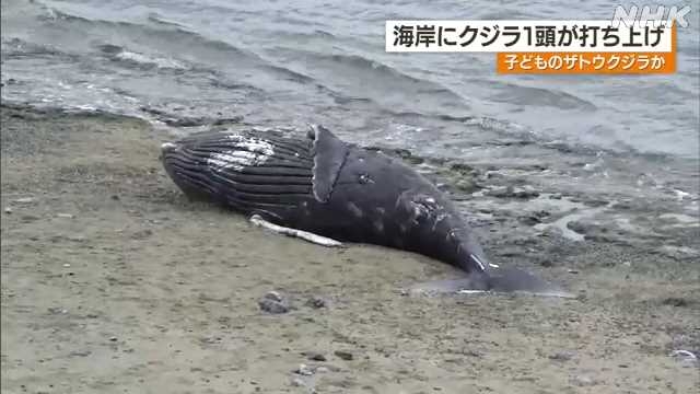 国頭村の海岸に死んだザトウクジラ打ち上げられる｜NHK 沖縄県のニュース