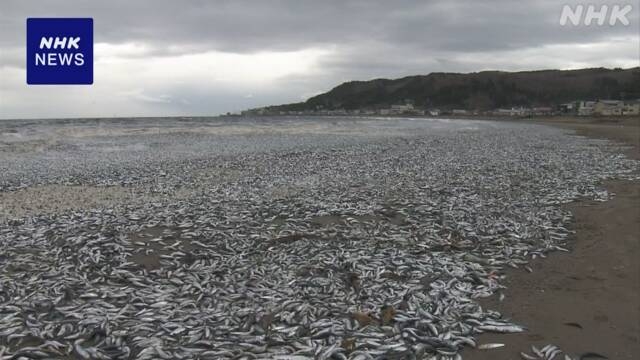 北海道 函館の海岸にイワシなどの魚が大量に打ち上げられる | NHK | 北海道
