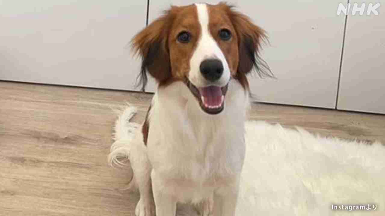 デコピン 大谷さん 愛犬の名前 由来はコーイケルホンディエ別名「ダッチ・ディーコイ・スパニエル」からか | NHK | 大谷翔平