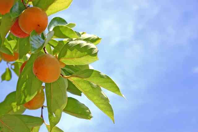 子どもの自立 | 社会福祉法人志生会 ハートピア保育園