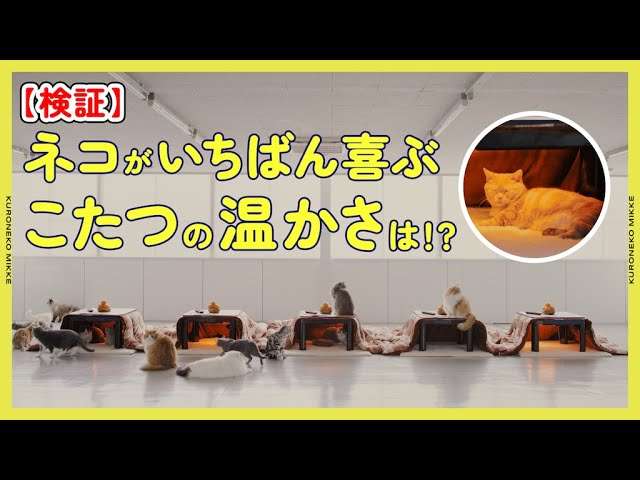 ネコが最も好むこたつの温度は何度か？ヤマト運輸の実験が話題に　5種類の温度で3回“真面目に”実験