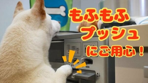 「もふもふプッシュにご用心」愛犬がガスコンロのスイッチを…室内飼いのペットによる火災が10年で61件　NITEが注意喚起｜FNNプライムオンライン