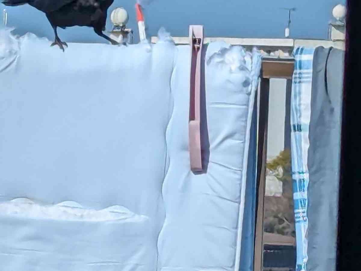 「カラスは賢いなぁ」「マジか」　布団を見つけると、次の瞬間