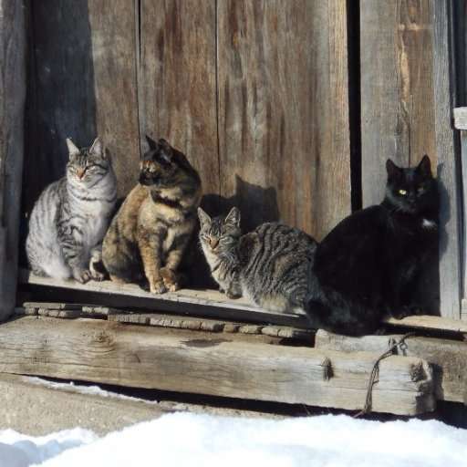 田舎暮しの唱悦 on Twitter: 