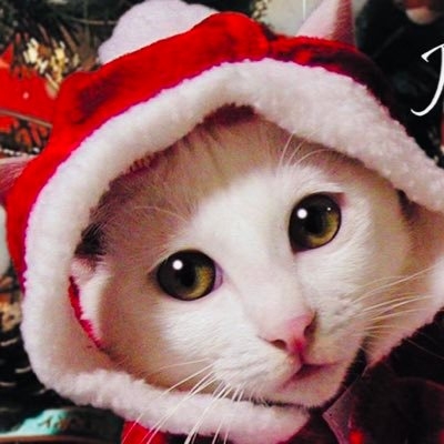 Cat すず on Twitter: 