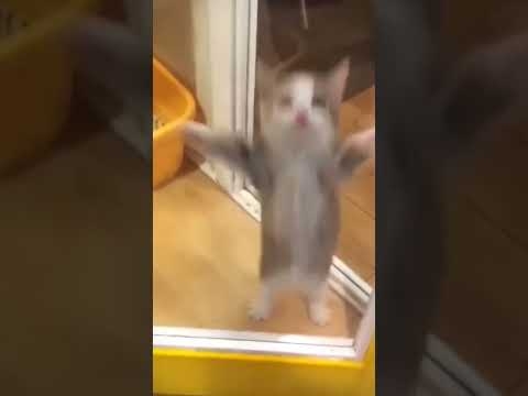 happi happi happi #shorts #happyhappyhappy  #catmemes #cat  #meme #trending #spydezz - YouTube