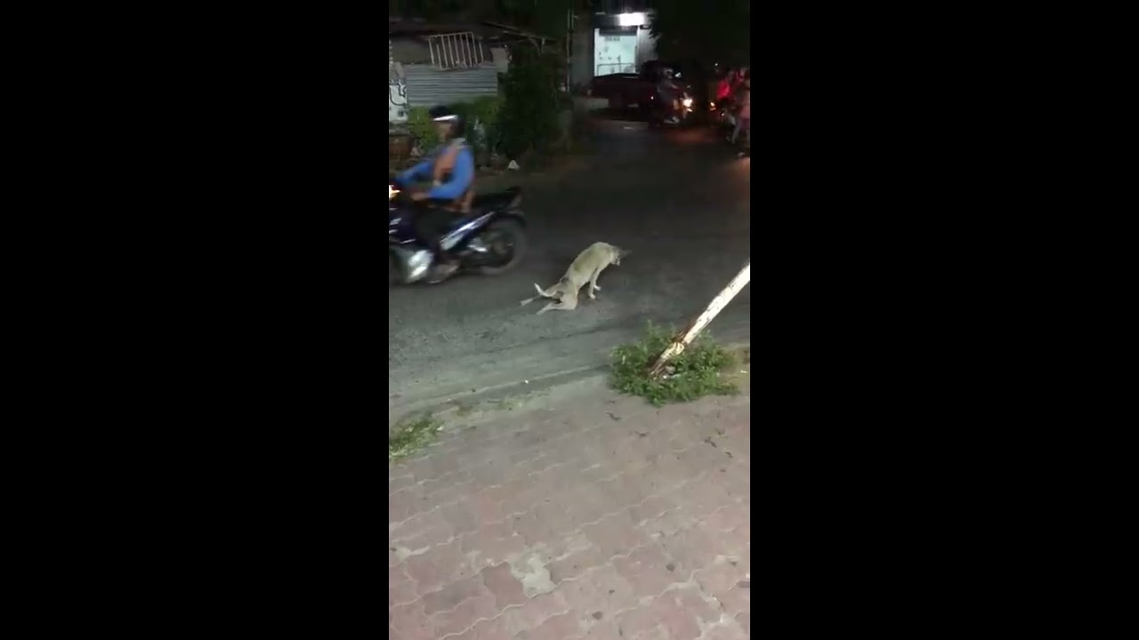 Stray Dog Stunt (wait for it) || ViralHog - YouTube