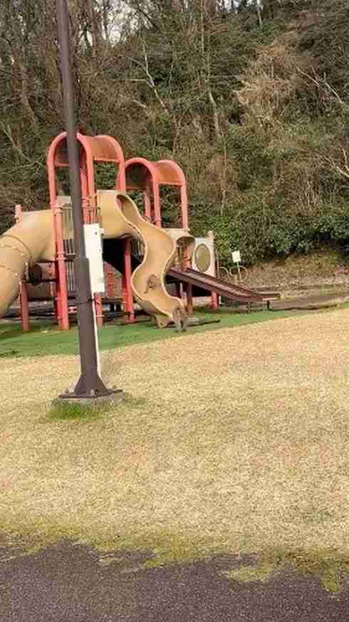 「公園来たらめっちゃ猿遊んでた」　サル山と化した遊具に「滑り台使えない」「ご安全に」