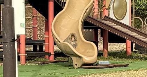 「公園来たらめっちゃ猿遊んでた」　サル山と化した遊具に「滑り台使えない」「ご安全に」