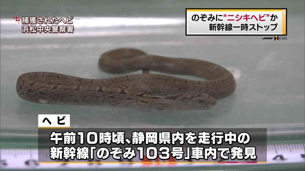 東海道新幹線内でヘビ見つかる　体長38～40センチ　被害申告なし
